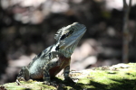 Hugh Leslie Lizzard